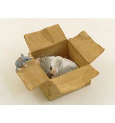 CAT IN THE BOX ADDORMENTATO (D3581)