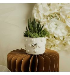 Vasetto cuoricini con applicazione argento con piantina (cl26282)